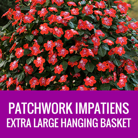 IMPATIENS (Patchwork) - EXTRA LARGE HANGING BASKET