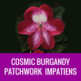 IMPATIENS (Patchwork) - ROUND PLANTER