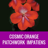 IMPATIENS (Patchwork) - ROUND PLANTER