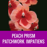 IMPATIENS (Patchwork) - ROUND PLANTER