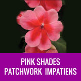 IMPATIENS (Patchwork) - ROUND PLANTER