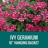 GERANIUM (Ivy Geranium) - 10" HANGING BASKET