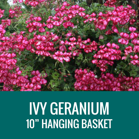 GERANIUM (Ivy Geranium) - 10" HANGING BASKET