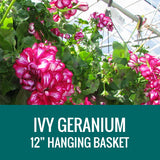 GERANIUM (Ivy Geranium) - 12" HANGING BASKET