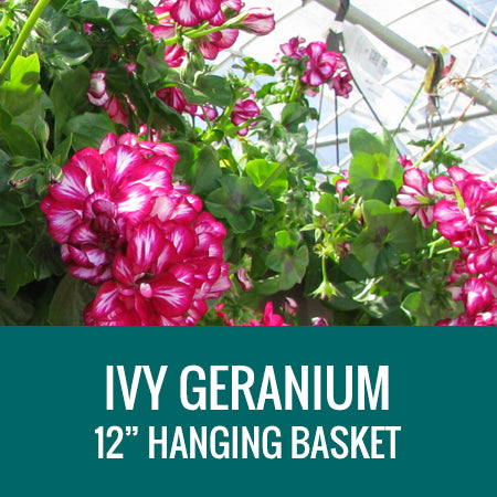 GERANIUM (Ivy Geranium) - 12" HANGING BASKET