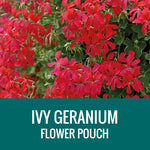 GERANIUM (Ivy Geranium) - FLOWER POUCH