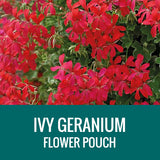 GERANIUM (Ivy Geranium) - FLOWER POUCH
