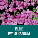GERANIUM (Ivy Geranium) - 10" HANGING BASKET