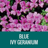 GERANIUM (Ivy Geranium) - FLOWER POUCH