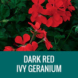 GERANIUM (Ivy Geranium) - FLOWER POUCH
