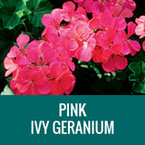 GERANIUM (Ivy Geranium) - FLOWER POUCH