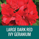 GERANIUM (Ivy Geranium) - FLOWER POUCH
