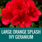 GERANIUM (Ivy Geranium) - FLOWER POUCH