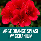 GERANIUM (Ivy Geranium) - FLOWER POUCH