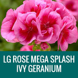 GERANIUM (Ivy Geranium) - FLOWER POUCH