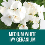 GERANIUM (Ivy Geranium) - FLOWER POUCH