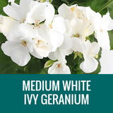 GERANIUM (Ivy Geranium) - FLOWER POUCH