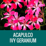 GERANIUM (Ivy Geranium) - FLOWER POUCH