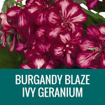 GERANIUM (Ivy Geranium) - FLOWER POUCH