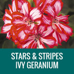 GERANIUM (Ivy Geranium) - FLOWER POUCH