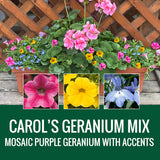 GERANIUM (Johansen Special Mix) - WINDOW BOX