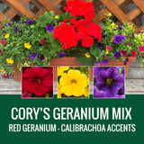 GERANIUM (Johansen Special Mix) - WINDOW BOX