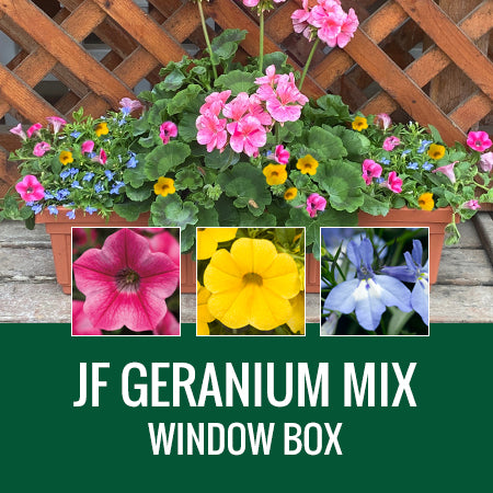 GERANIUM (Johansen Special Mix) - WINDOW BOX
