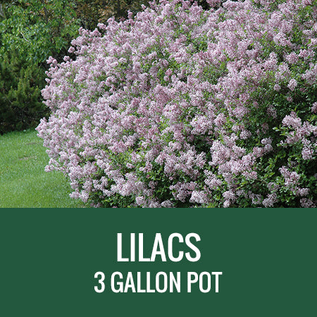 LILACS - 3 GALLON POT