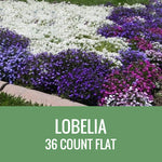 LOBELIA - 36 PLANT FLAT