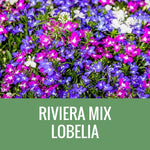 LOBELIA - 36 PLANT FLAT