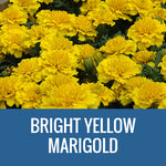 MARIGOLD - 36 PLANT FLAT