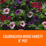 MIXED VARIETY (CALIBRACHOA) - 8" POT
