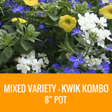 MIXED VARIETY (KWIK KOMBO) - 8" POT