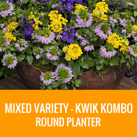 MIXED VARIETY (KWIK KOMBO) - ROUND PLANTER