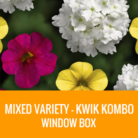 MIXED VARIETY (KWIK KOMBO) - WINDOW BOX