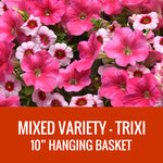 MIXED VARIETY (TRIXI) - 10" HANGING BASKET