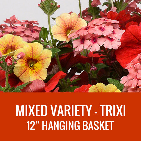 MIXED VARIETY (TRIXI) - 12" HANGING BASKET