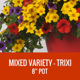MIXED VARIETY (TRIXI) - 8" POT