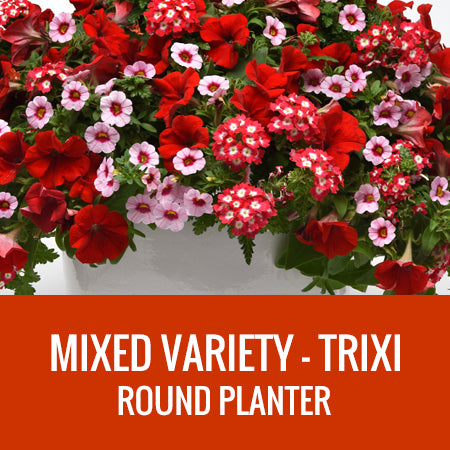 MIXED VARIETY (TRIXI) - ROUND PLANTER