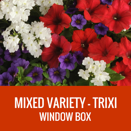 MIXED VARIETY (TRIXI) - WINDOW BOX