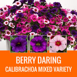 MIXED VARIETY (CALIBRACHOA) - 8" POT