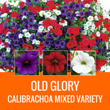 MIXED VARIETY (CALIBRACHOA) - 8" POT