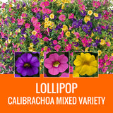MIXED VARIETY (CALIBRACHOA) - 8" POT