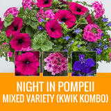 MIXED VARIETY (KWIK KOMBO) - WINDOW BOX