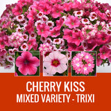 MIXED VARIETY (TRIXI) - WINDOW BOX