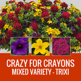 MIXED VARIETY (TRIXI) - WINDOW BOX