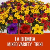 MIXED VARIETY (TRIXI) - ROUND PLANTER