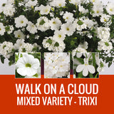 MIXED VARIETY (TRIXI) - WINDOW BOX
