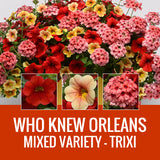 MIXED VARIETY (TRIXI) - WINDOW BOX