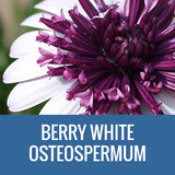 OSTEOSPERMUM - 8" POT